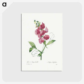 1-24_Pierre-Joseph-Redoute_postcard