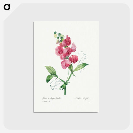 アートポストカード-Everlasting Pea - ピエール ジョゼフ ルドゥーテ Postcard.