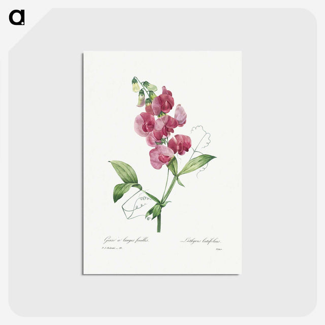 1-24_Pierre-Joseph-Redoute_postcard