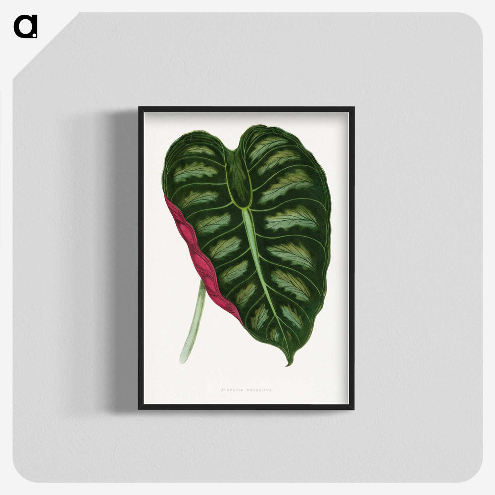1-24_Plants-with-Colored-Foliage_blk-crop
