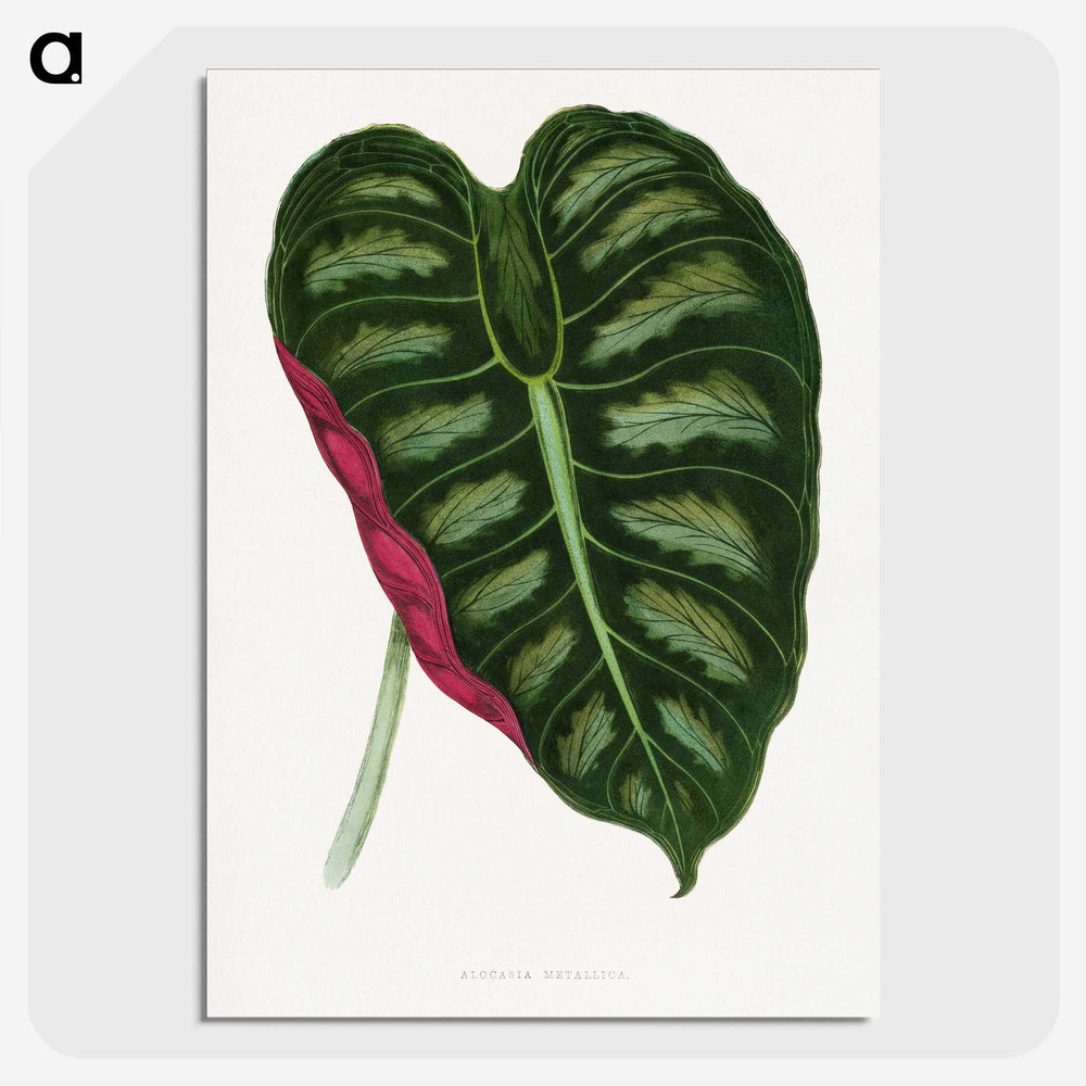 1-24_Plants-with-Colored-Foliage_picture-crop