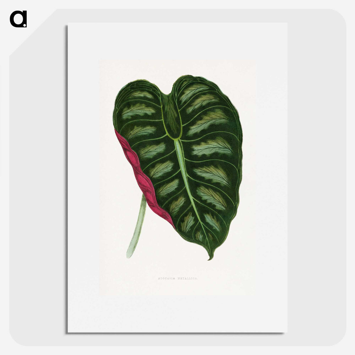 1-24_Plants-with-Colored-Foliage_picture