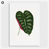 1-24_Plants-with-Colored-Foliage_picture