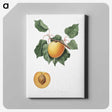 1-24_Pomona-Italiana_canvas