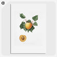 1-24_Pomona-Italiana_picture