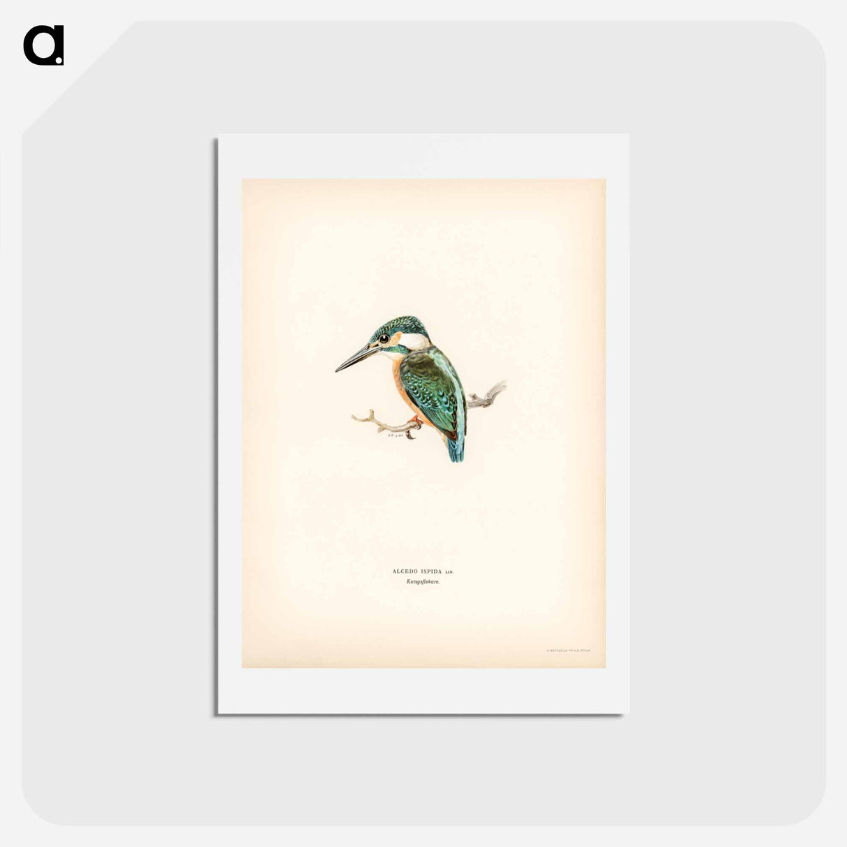 アートポストカード-Alcedo ispida
 - スヴェンスカ フォグラル Postcard.