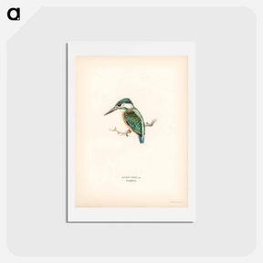 アートポストカード-Alcedo ispida
 - スヴェンスカ フォグラル Postcard.