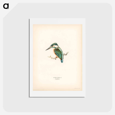 アートポストカード-Alcedo ispida
 - スヴェンスカ フォグラル Postcard.