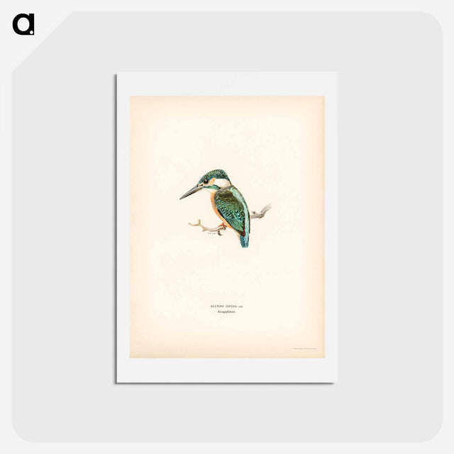 アートポストカード-Alcedo ispida
 - スヴェンスカ フォグラル Postcard.