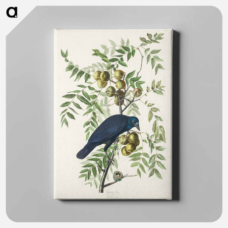 アートパネル-American Crow
 - アメリカの鳥たち Canvas.