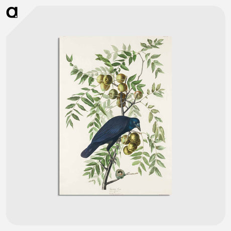アートポストカード-American Crow
 - アメリカの鳥たち Postcard.