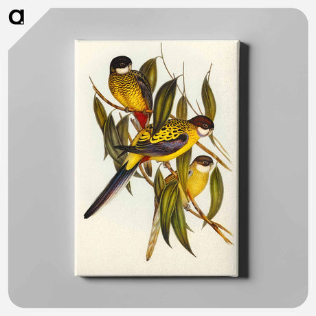 アートパネル-Brown's Parakeet
 - オーストラリアの鳥 Canvas.