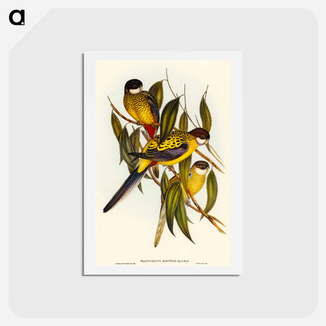 アートポストカード-Brown's Parakeet
 - オーストラリアの鳥 Postcard.
