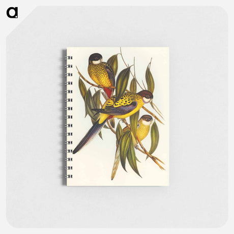 アートメモ帳-Brown's Parakeet
 - オーストラリアの鳥 Memo.