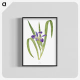 1-24_The-Genus-Iris_blk-crop