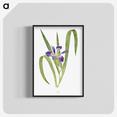 1-24_The-Genus-Iris_blk-crop