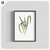 1-24_The-Genus-Iris_blk