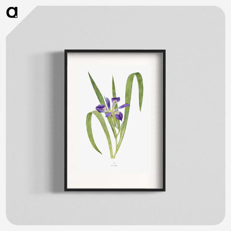 1-24_The-Genus-Iris_blk