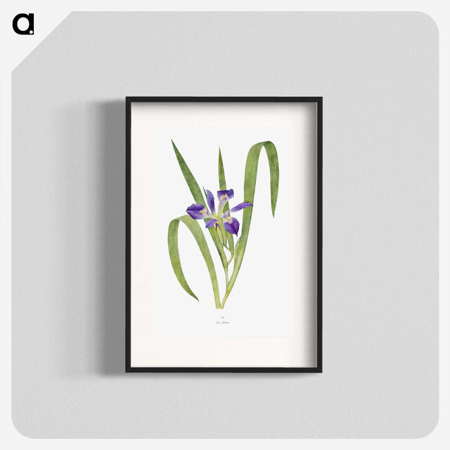 1-24_The-Genus-Iris_blk