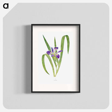 Iris Foliosa from The genus Iris
 - アヤメ属 Poster.