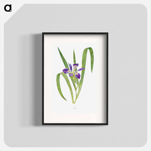 Iris Foliosa from The genus Iris
 - アヤメ属 Poster.