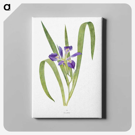 1-24_The-Genus-Iris_canvas