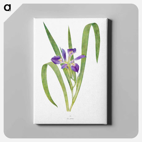アートパネル-Iris Foliosa from The genus Iris
 - アヤメ属 Canvas.
