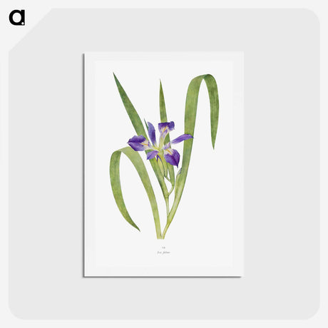 1-24_The-Genus-Iris_hagaki