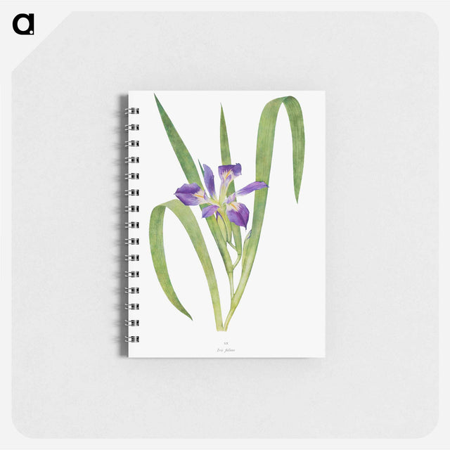 アートメモ帳-Iris Foliosa from The genus Iris
 - アヤメ属 Memo.