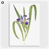 1-24_The-Genus-Iris_picture-crop