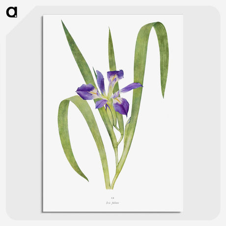1-24_The-Genus-Iris_picture-crop