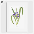 1-24_The-Genus-Iris_picture