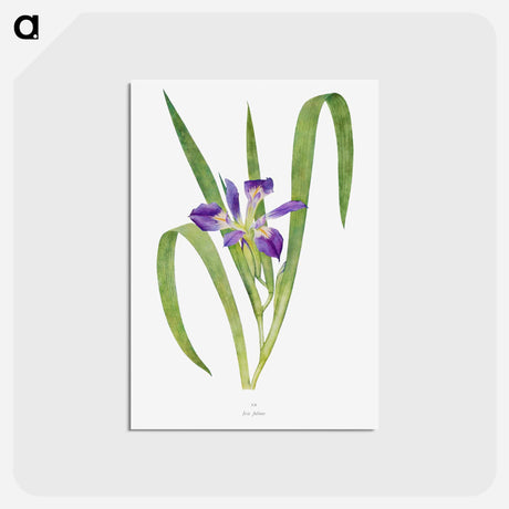 アートポストカード-Iris Foliosa from The genus Iris
 - アヤメ属 Postcard.