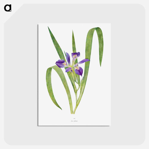 Iris Foliosa from The genus Iris
 - アヤメ属 Postcard.