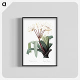 1-24_The-Lilies_blk-crop