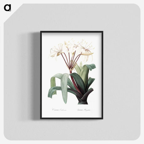 1-24_The-Lilies_blk-crop