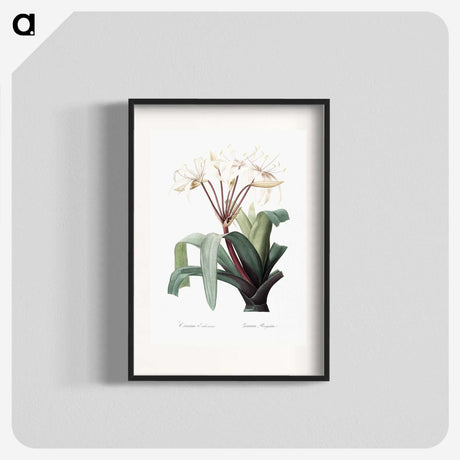 1-24_The-Lilies_blk