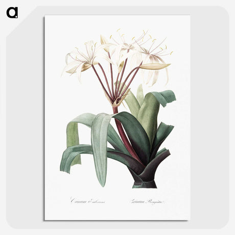 1-24_The-Lilies_picture-crop