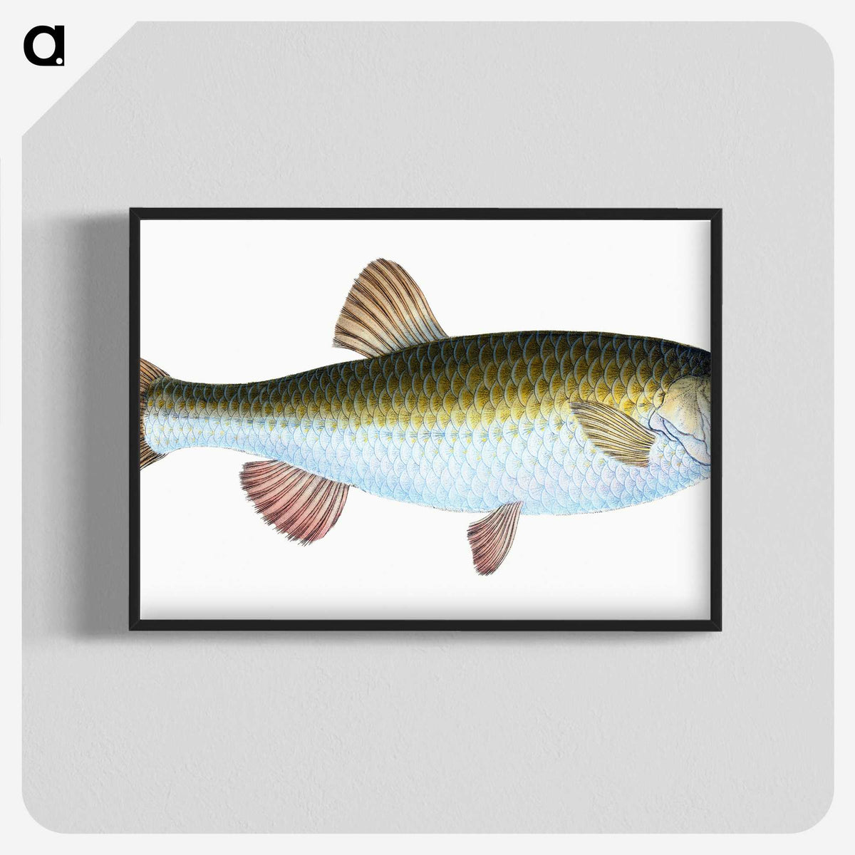1-24_The-Natural-History-of-British-Fishes_blk-crop