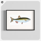 1-24_The-Natural-History-of-British-Fishes_blk