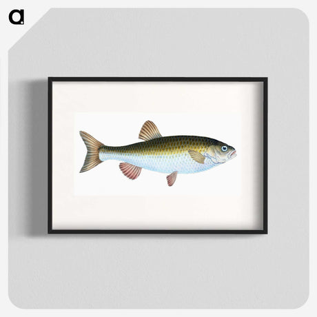 1-24_The-Natural-History-of-British-Fishes_blk