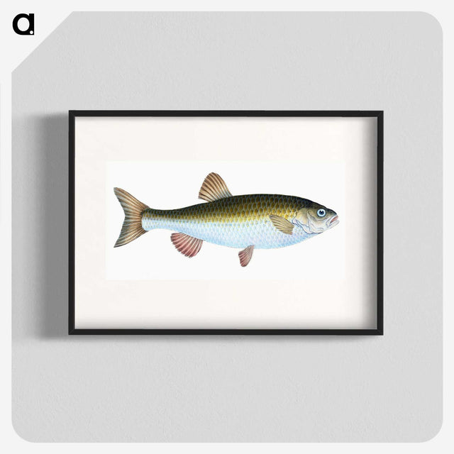 1-24_The-Natural-History-of-British-Fishes_blk