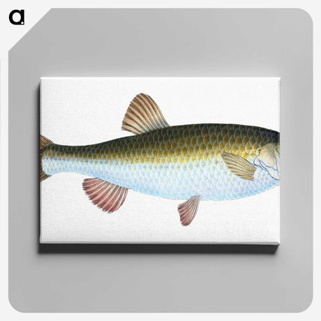 1-24_The-Natural-History-of-British-Fishes_canvas