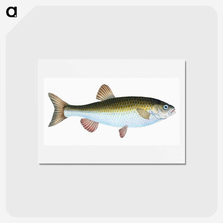 1-24_The-Natural-History-of-British-Fishes_hagaki