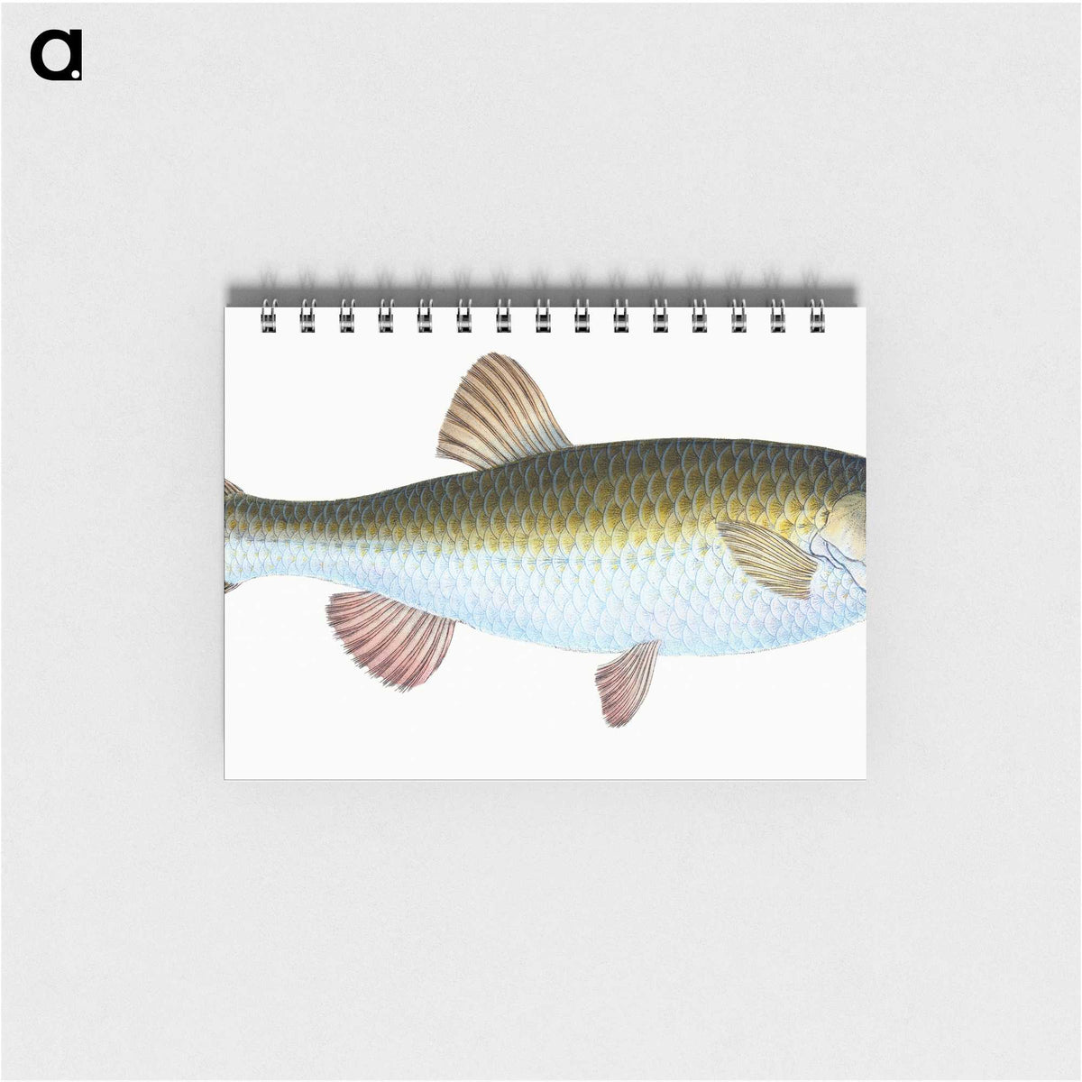 1-24_The-Natural-History-of-British-Fishes_memo