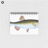 1-24_The-Natural-History-of-British-Fishes_memo