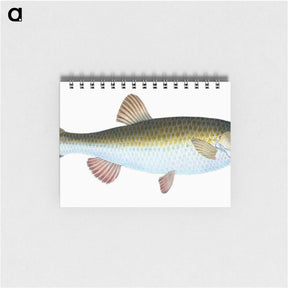 1-24_The-Natural-History-of-British-Fishes_memo