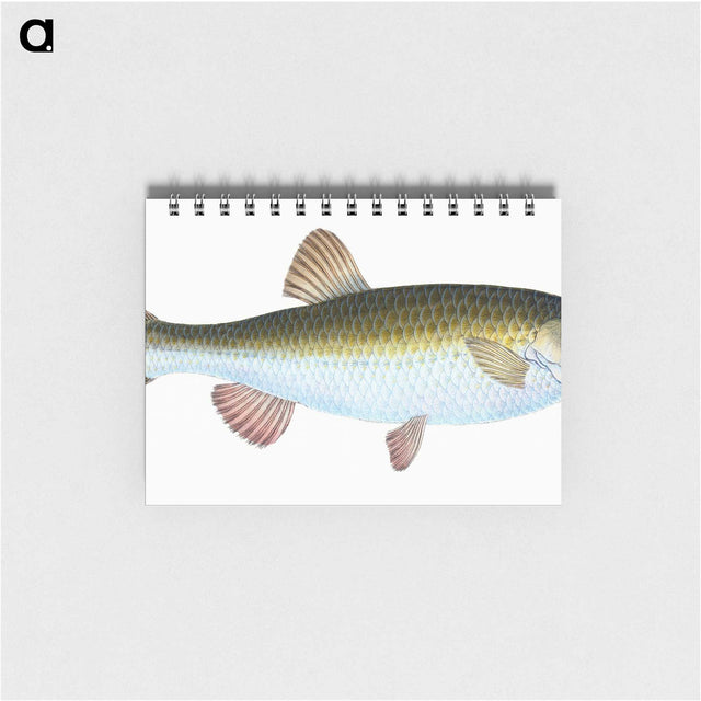 1-24_The-Natural-History-of-British-Fishes_memo