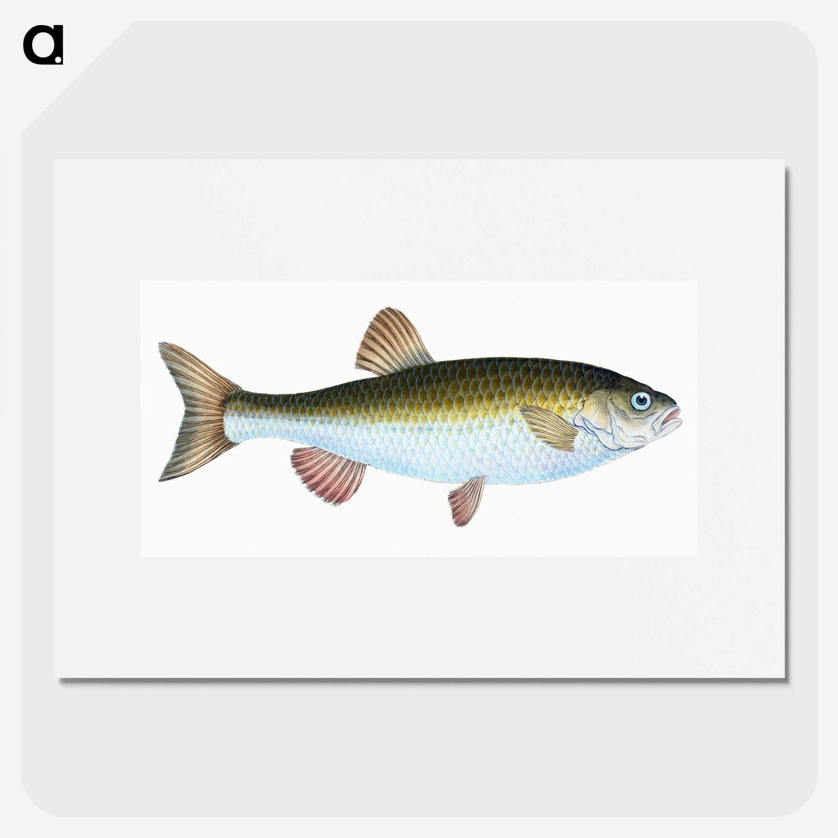 1-24_The-Natural-History-of-British-Fishes_picture