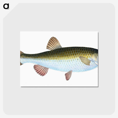 1-24_The-Natural-History-of-British-Fishes_postcard